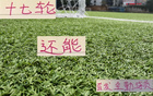 中超三豪門(mén)，維塔爾海港，馬納法申花，全勤外援17輪首發(fā)